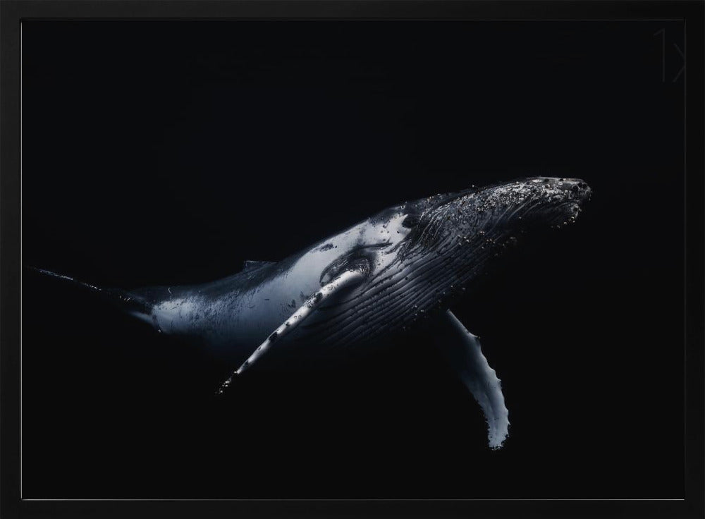 Noir et Baleine | Posters - Affiche Artistique