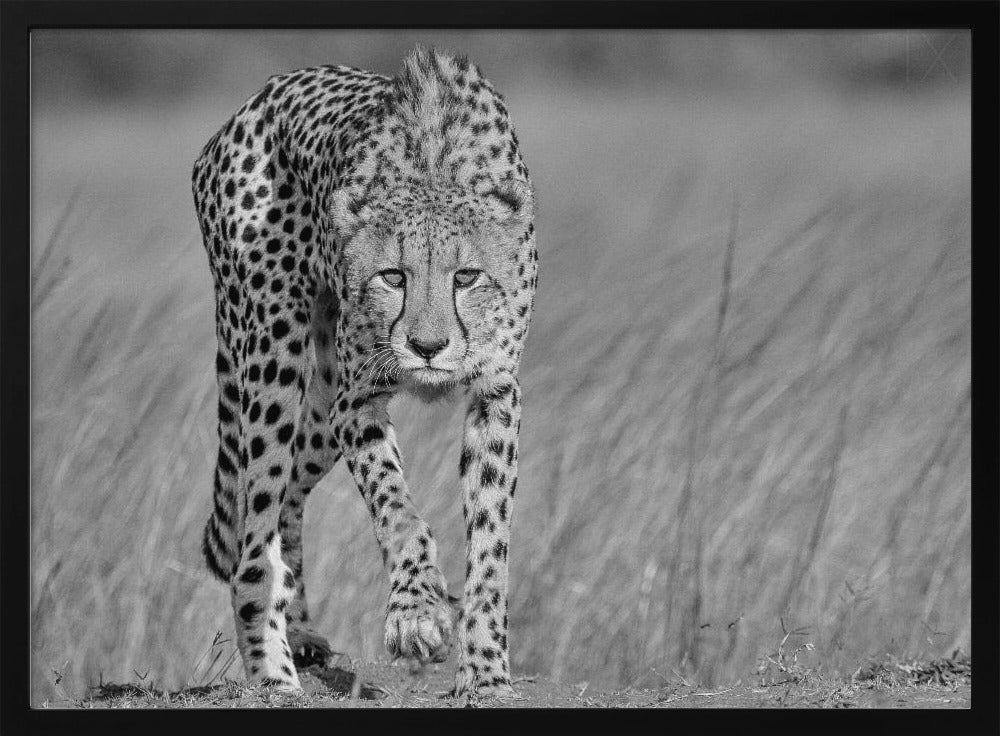 Keskittynyt saalistaja | Julisteet - Taidevedokset