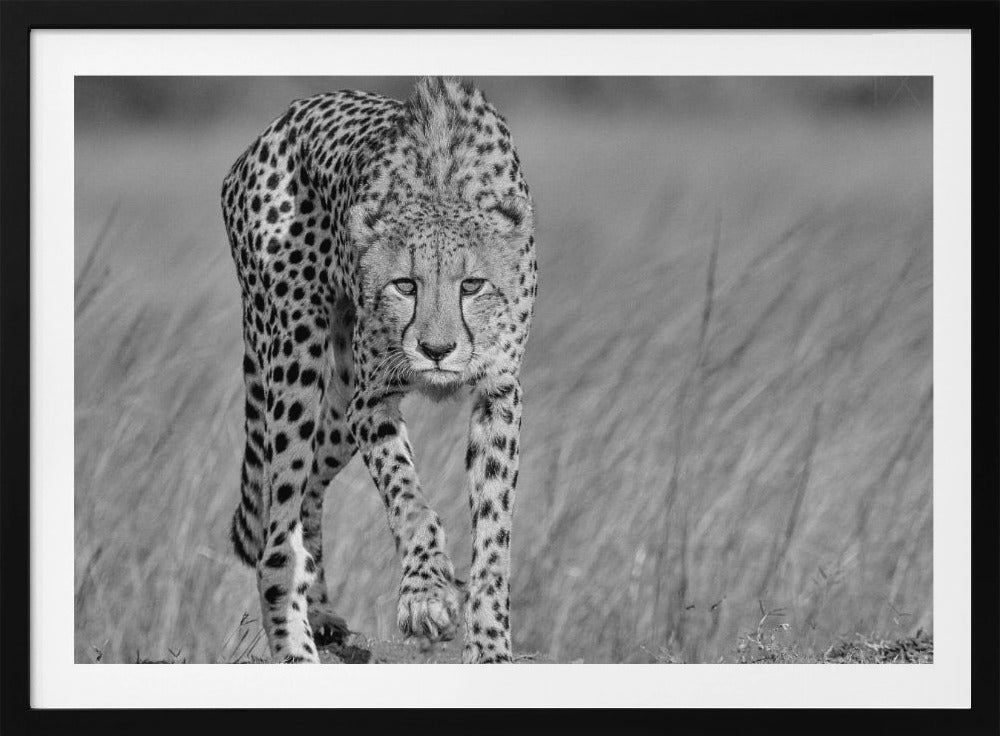 Keskittynyt saalistaja | Julisteet - Taidevedokset