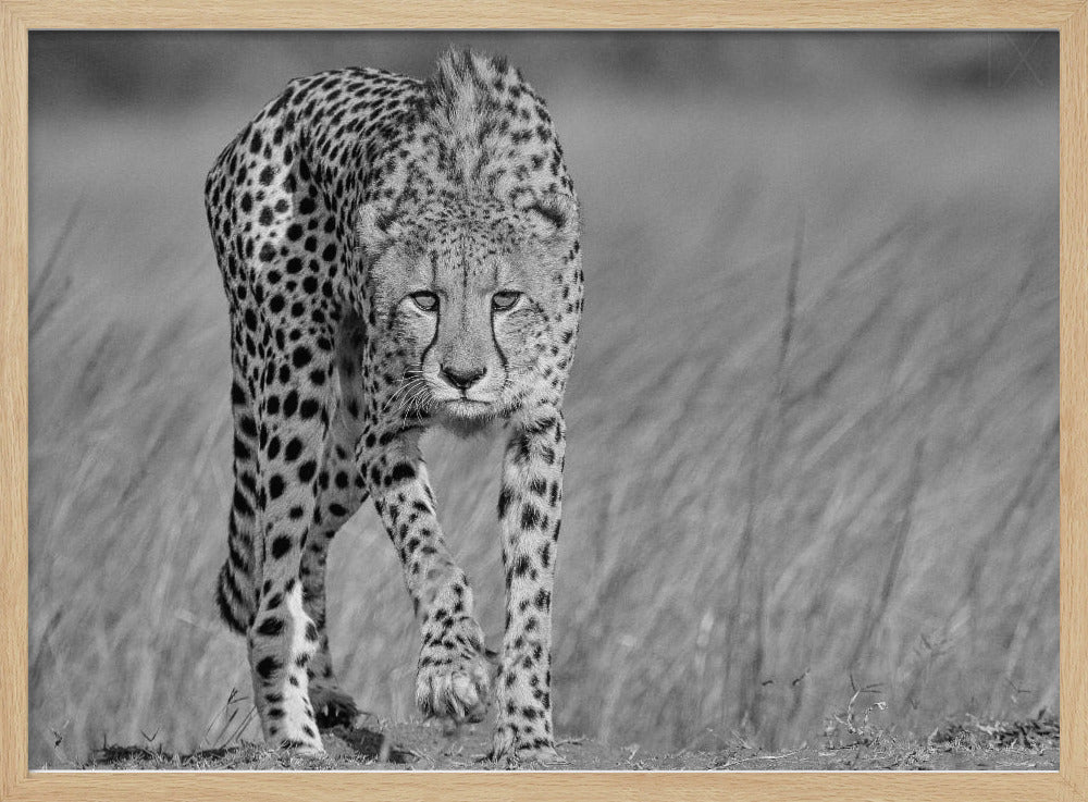 Keskittynyt saalistaja | Julisteet - Taidevedokset