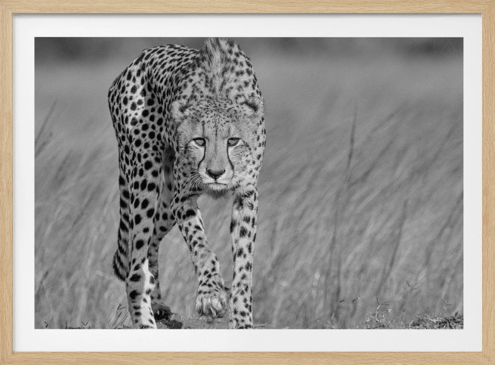 Keskittynyt saalistaja | Julisteet - Taidevedokset