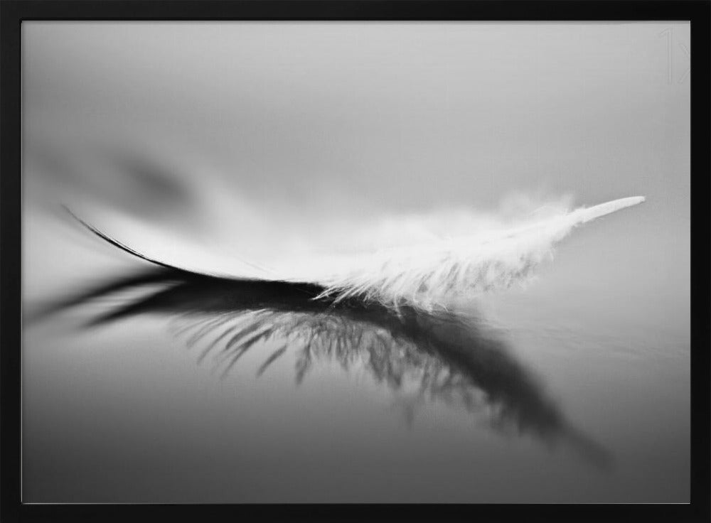 White | Poster