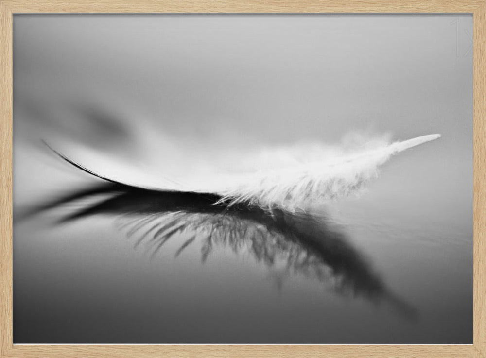 White | Poster