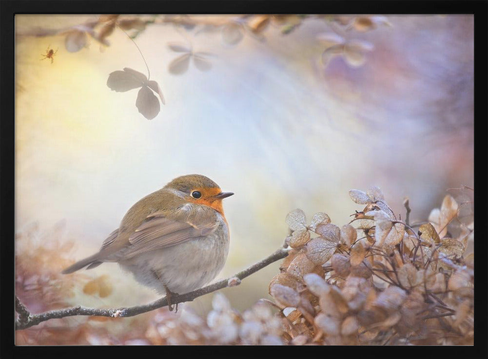 Robin unelmissa | Julisteet - Taidevedokset