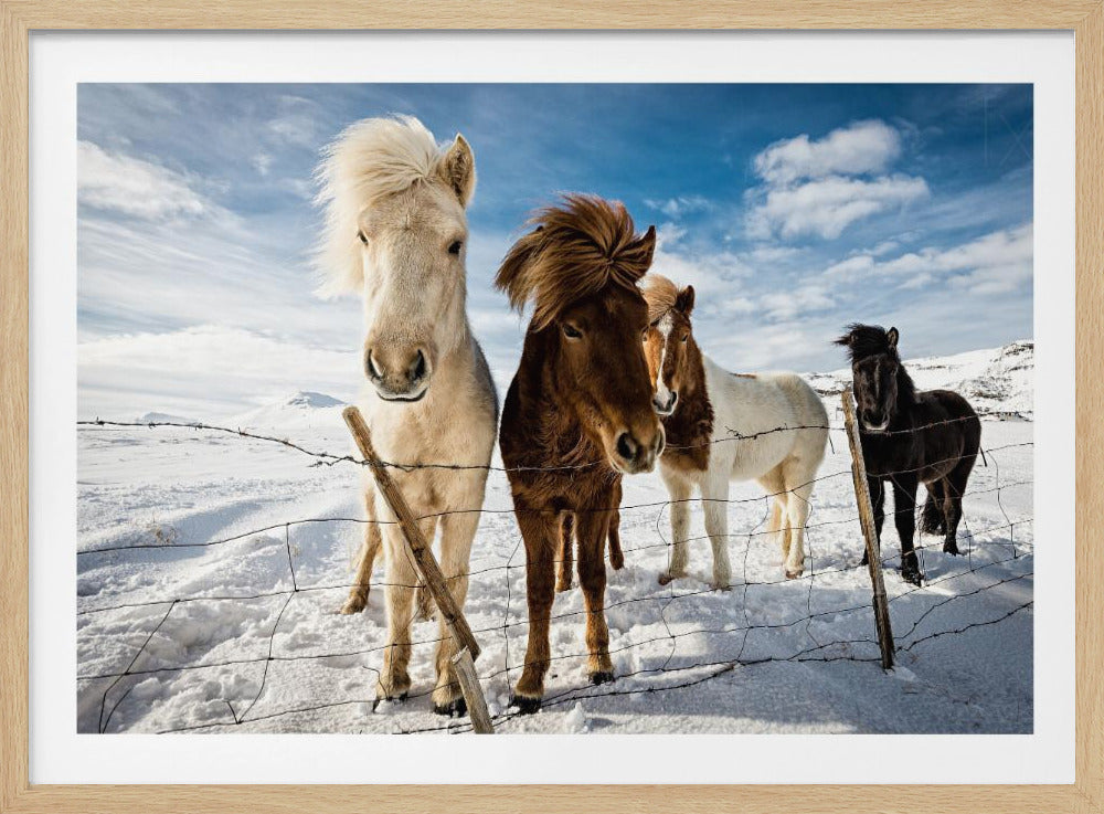 Icelandic Hair Style | Poster