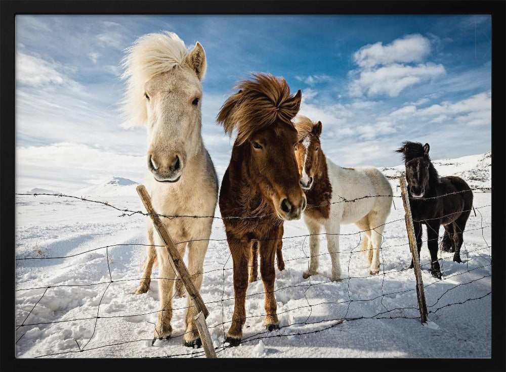 Islantilainen hiustyyli | Julisteet - Taidevedokset