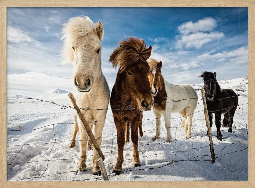 Islantilainen hiustyyli | Julisteet - Taidevedokset