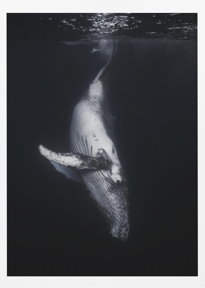 Black Whale | Poster