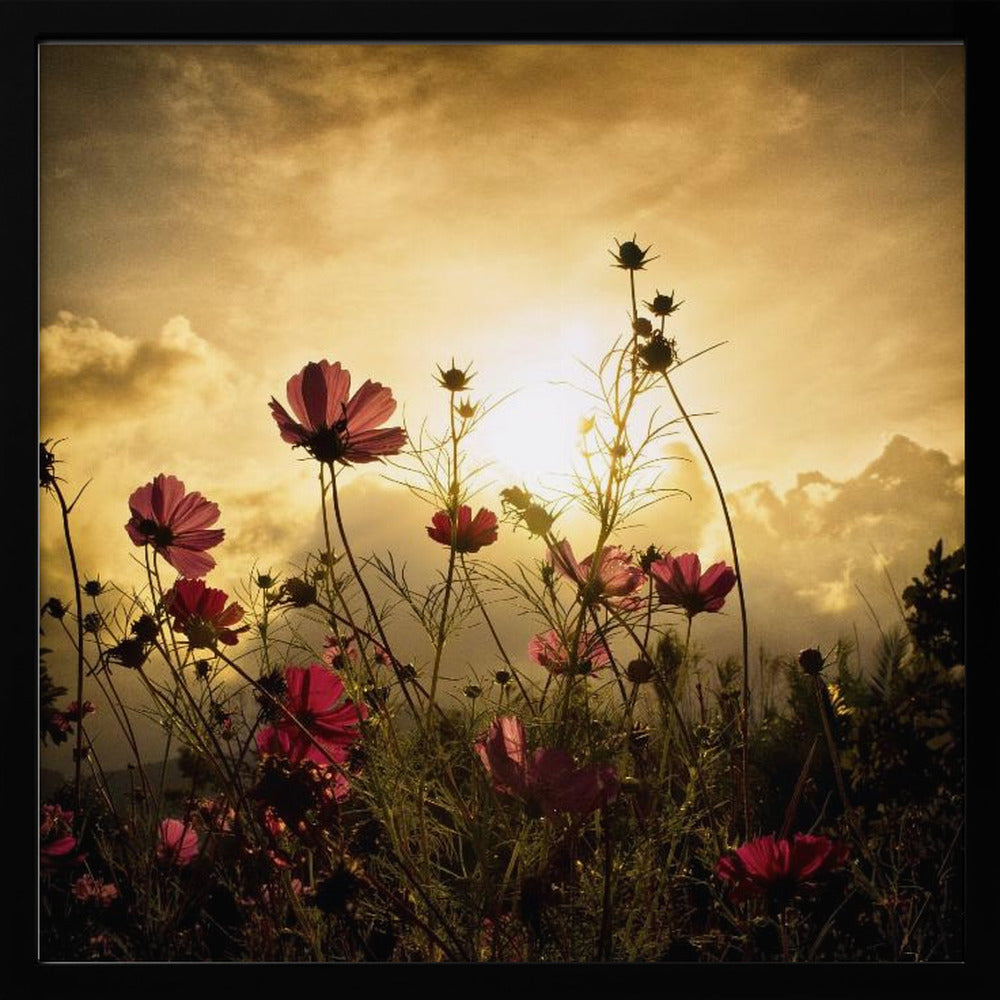 Watching the Sun | Poster