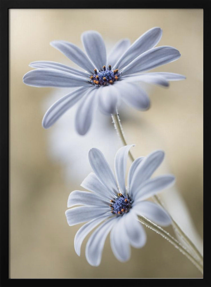 Cape daisies | Poster