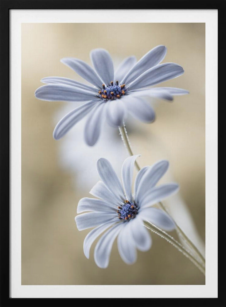 Cape daisies | Poster