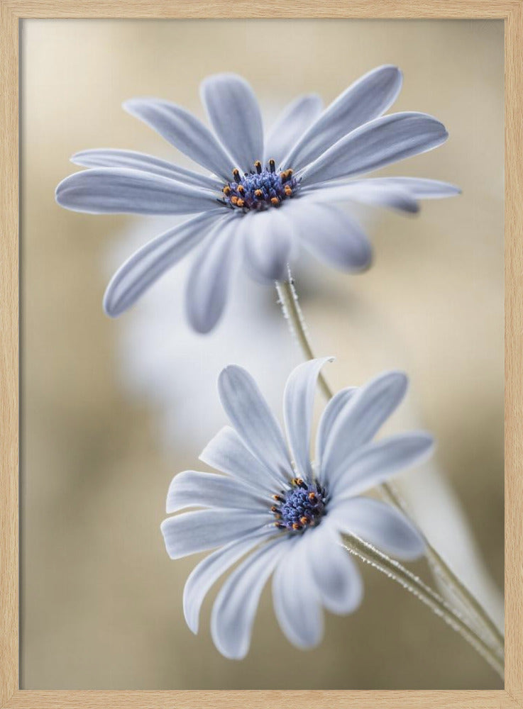 Cape daisies | Poster