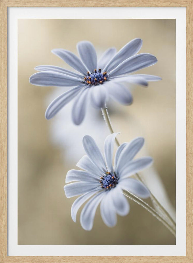 Cape daisies | Poster