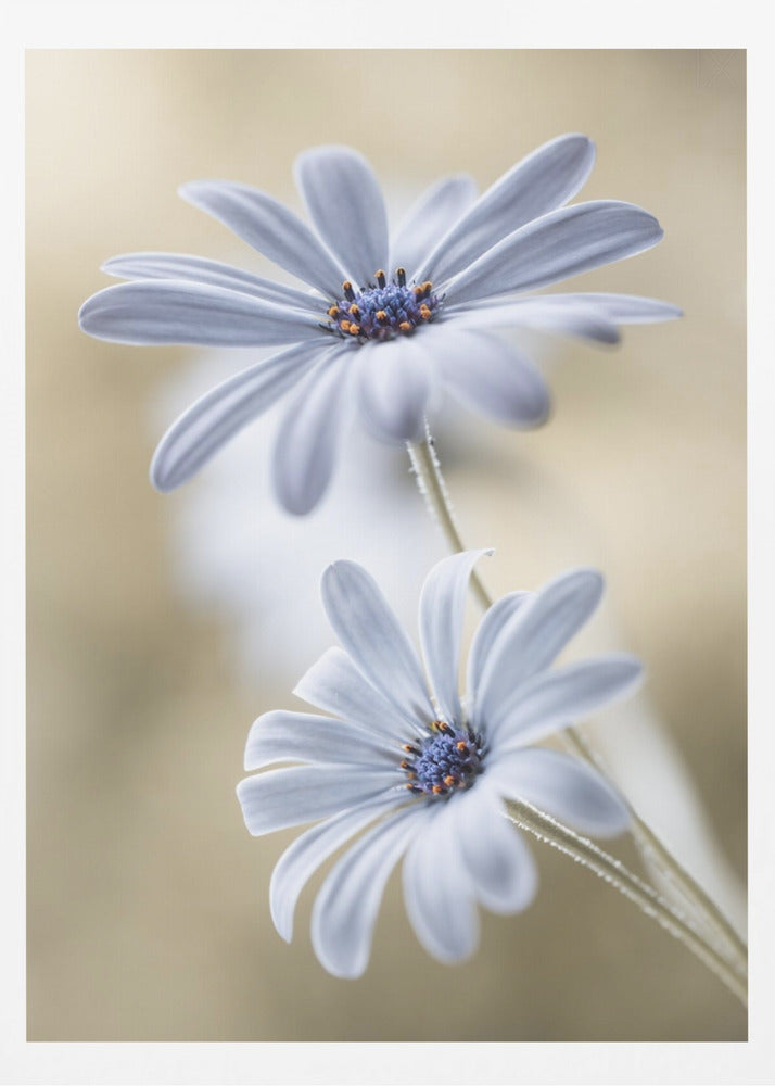Cape daisies | Poster