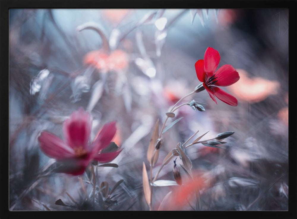 Une Fleur, une Histoire | Poster