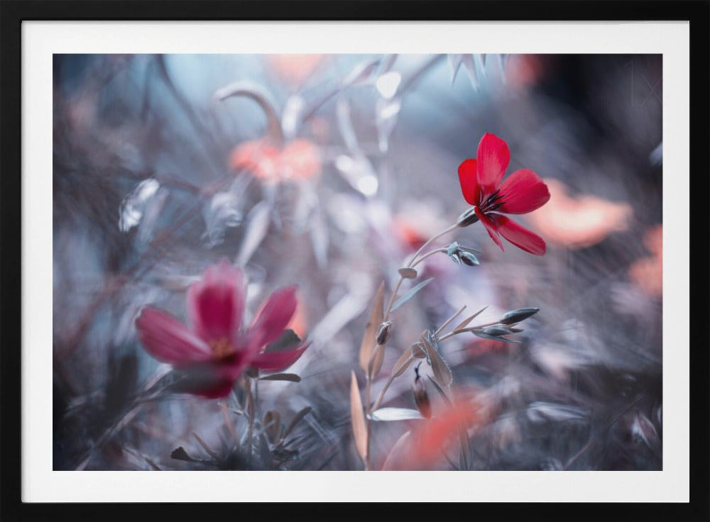 Eine Blume, eine Geschichte | Poster - Kunstdruck