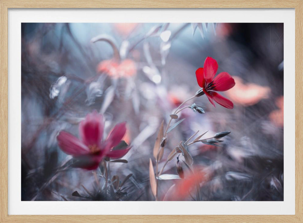 Eine Blume, eine Geschichte | Poster - Kunstdruck