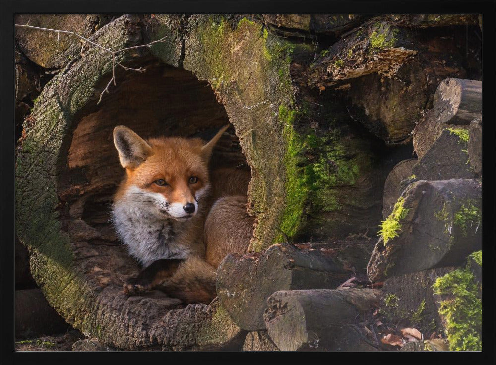 Fox | Poster