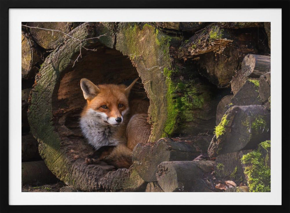 Fox | Poster