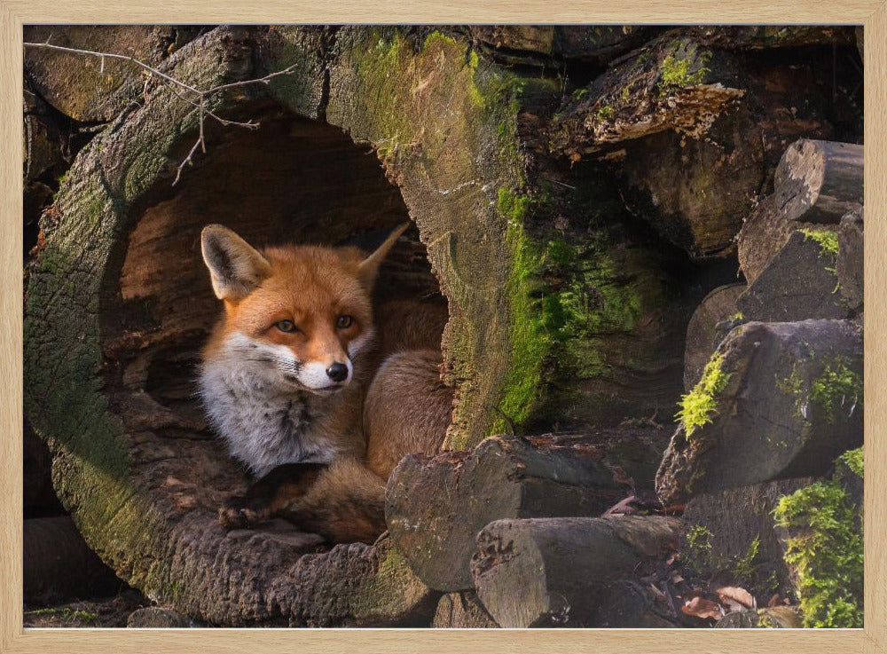 Fox | Poster