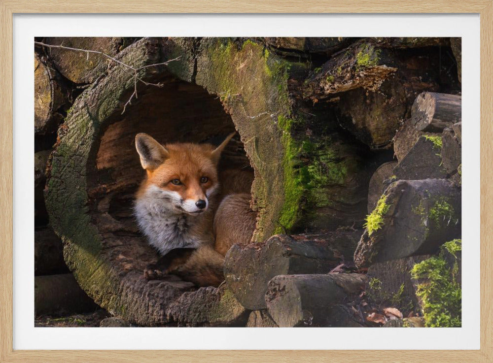 Fox | Poster