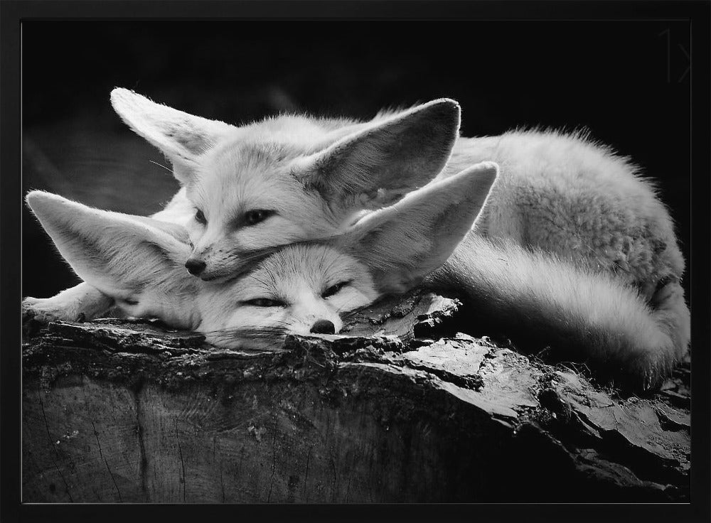 Onnellinen pari | Julisteet - Taidevedokset