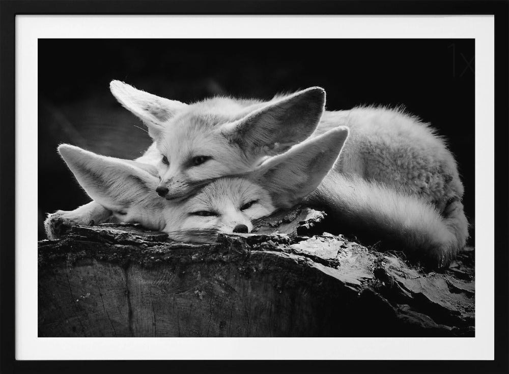 Onnellinen pari | Julisteet - Taidevedokset