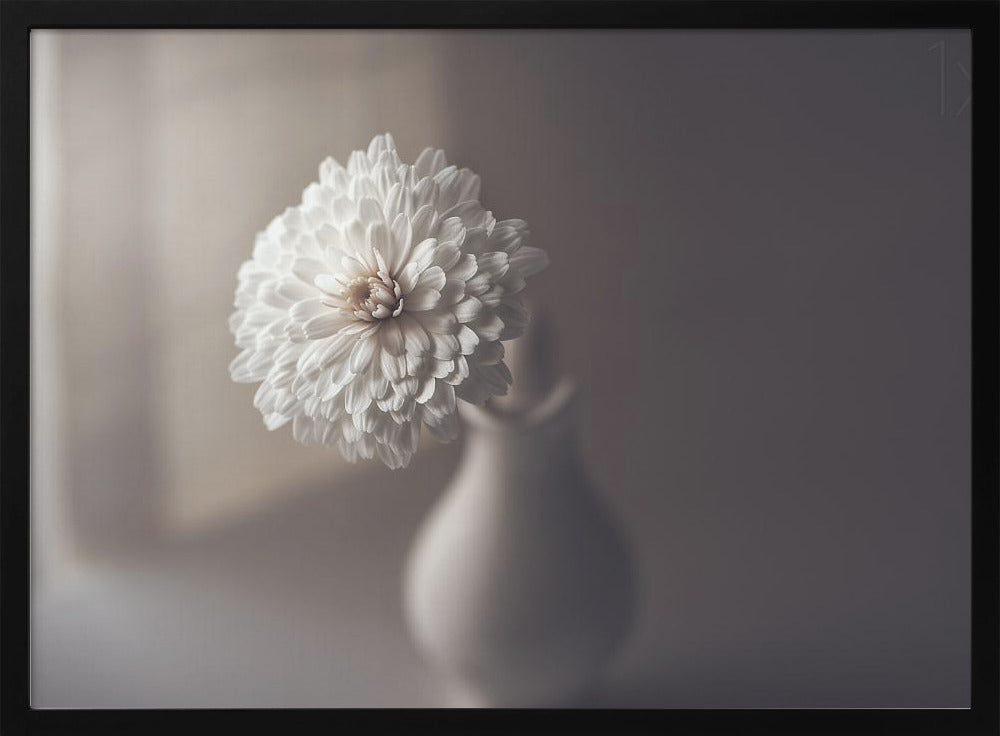 luz de la ventana | Posters  - Impresiones de Arte