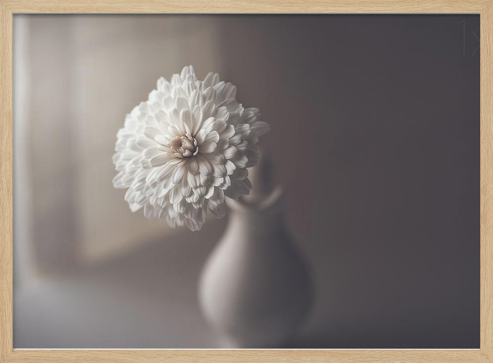 luz de la ventana | Posters  - Impresiones de Arte