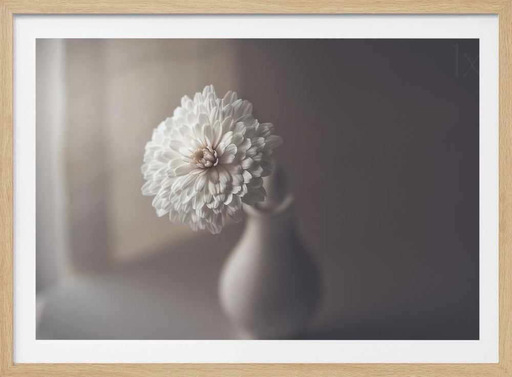 luz de la ventana | Posters  - Impresiones de Arte