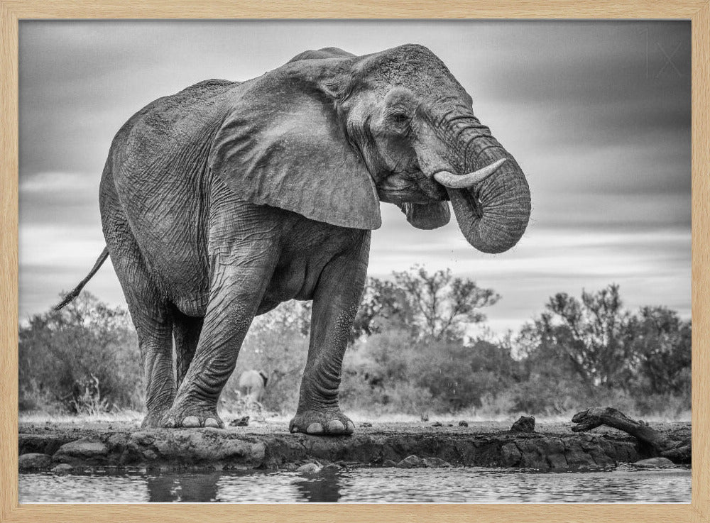 Seisova ylpeänä | Julisteet - Taidevedokset