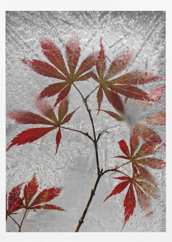 red maple | Poster