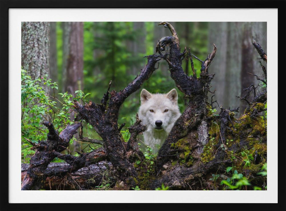 Wolf | Poster