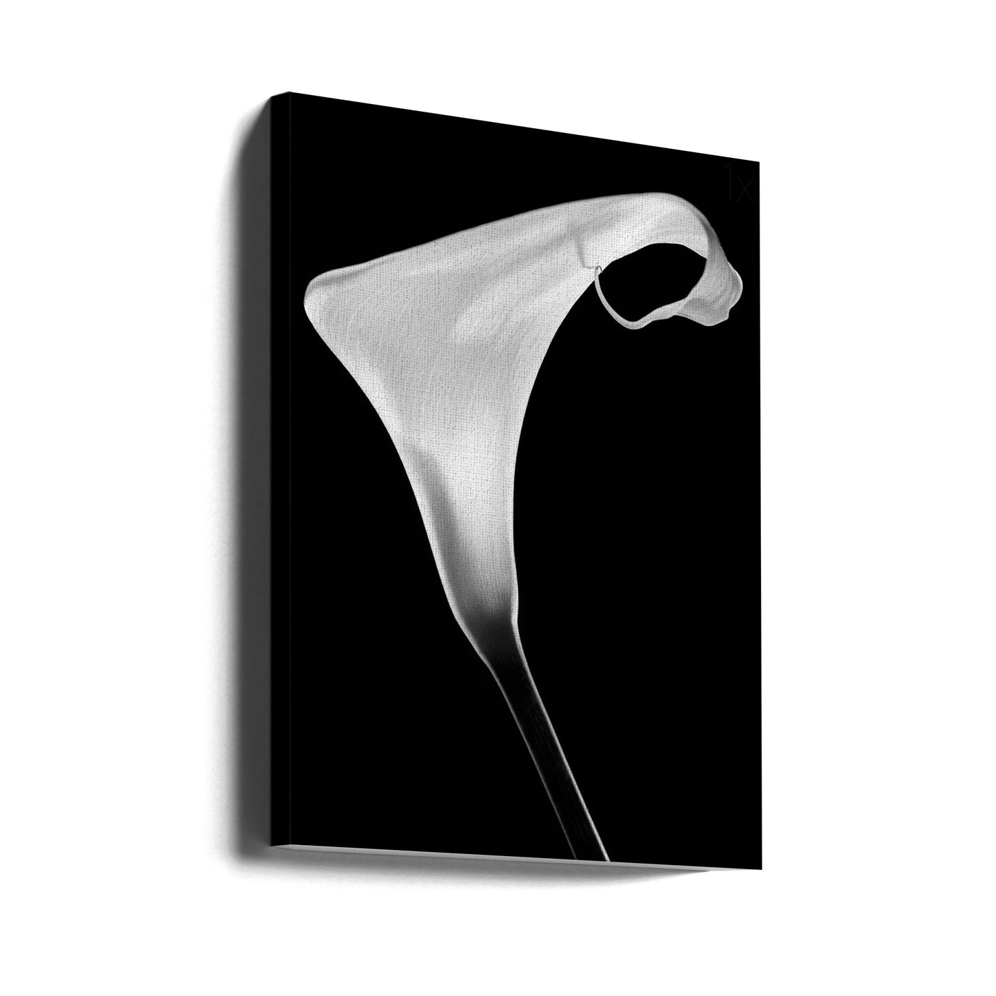 Calla | Stampe su Tela