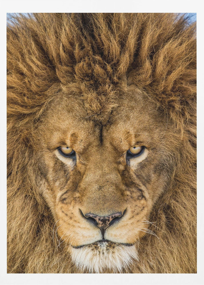 Serious Lion | Poster