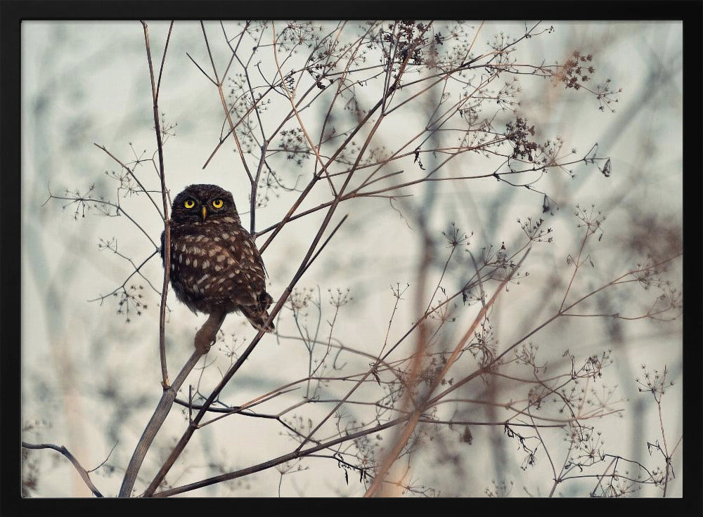 ¡Mírame! | Posters  - Impresiones de Arte