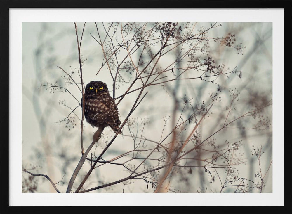 ¡Mírame! | Posters  - Impresiones de Arte