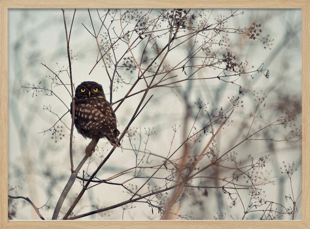 ¡Mírame! | Posters  - Impresiones de Arte