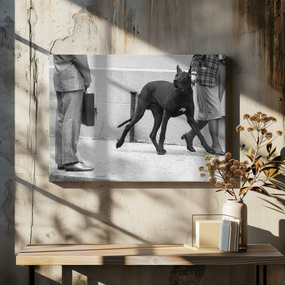 Tanskandoggin henkivartija (sarjasta "Poika kohtaa tytön") | Canvastaulut