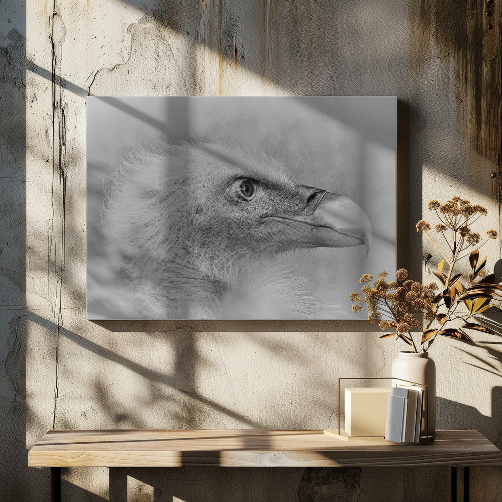 Bald eagle | Canvas