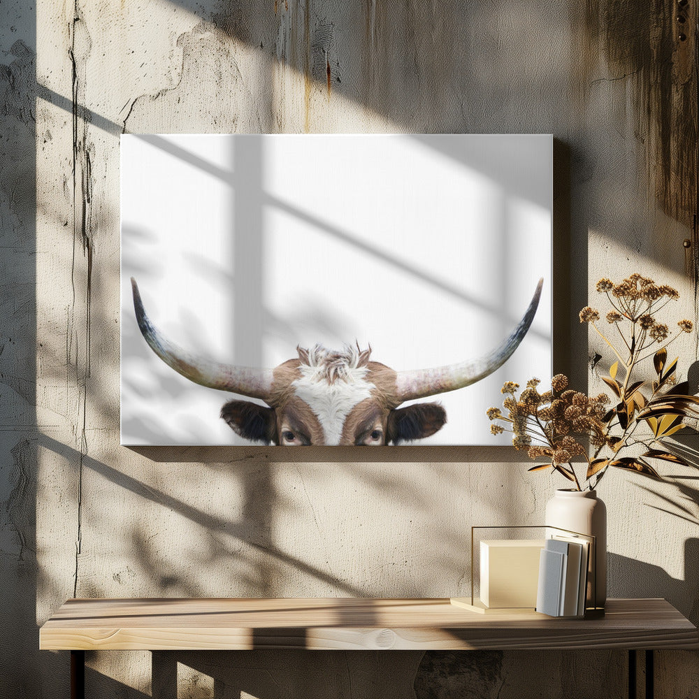Guckende Longhorn-Kuh | Leinwand-Bilder