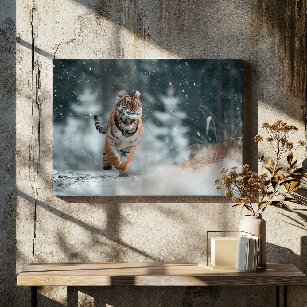 Der sibirische Tiger | Leinwand-Bilder