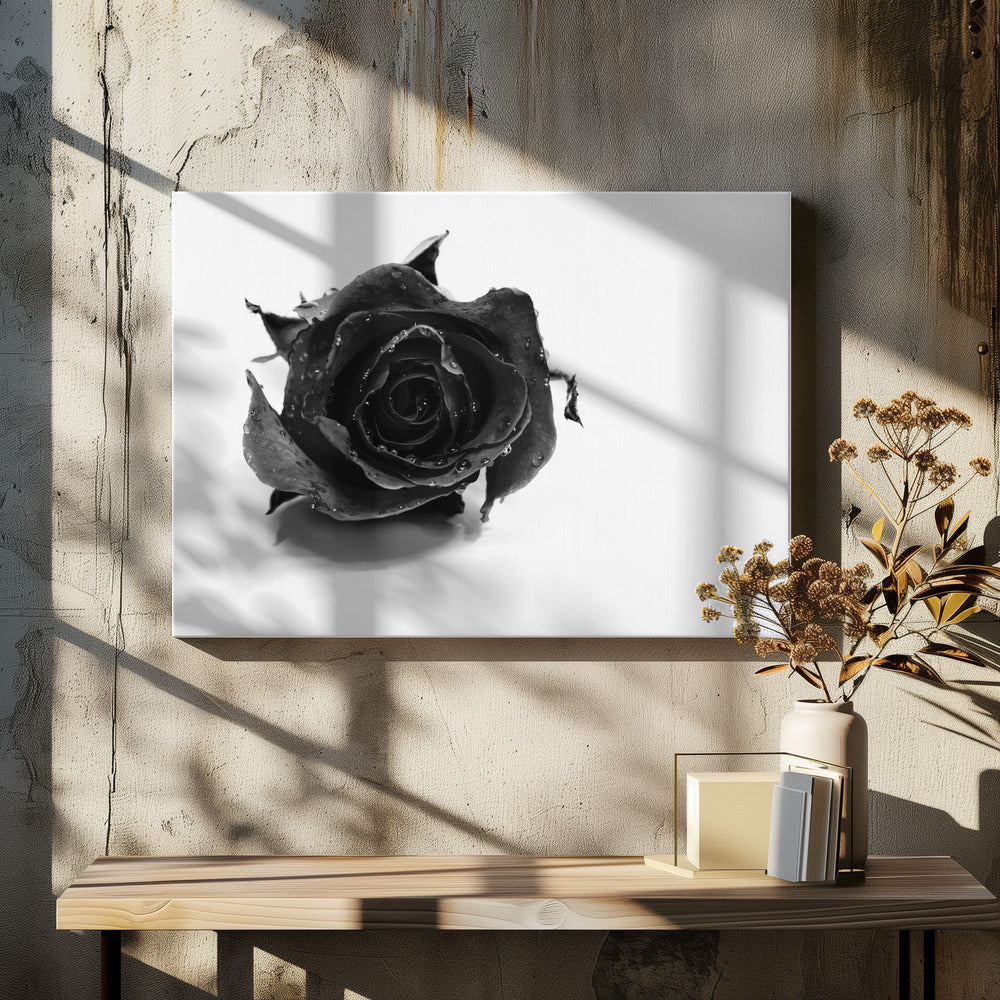 Schwarze Rose | Leinwand-Bilder