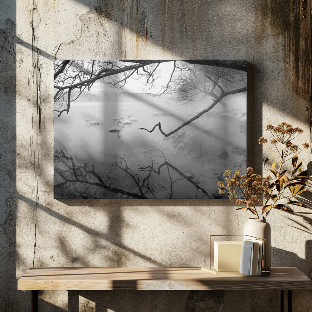 Łabędzie w gorących źródłach | Wydruki na łótnie