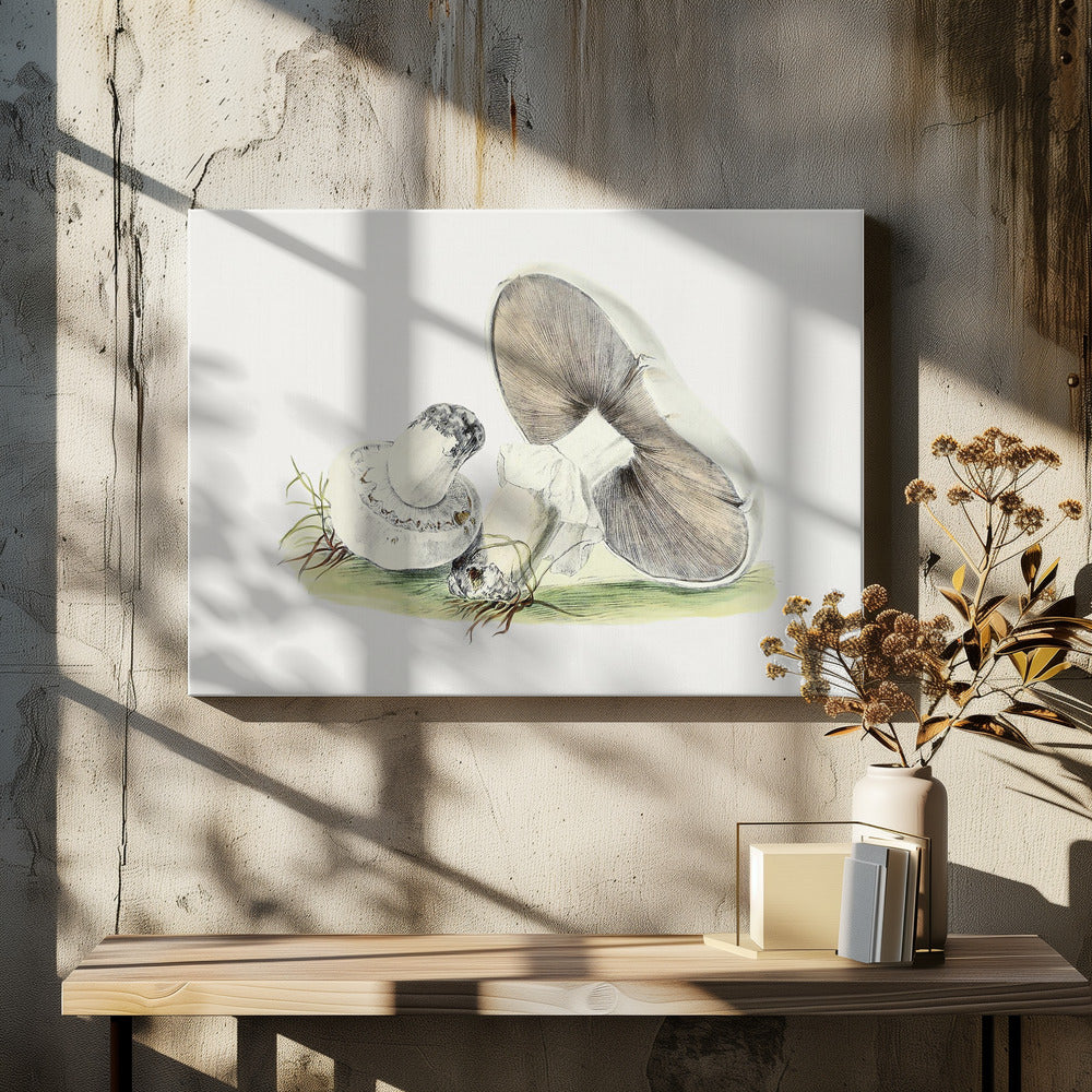 Hand Drawn Horse Mushroom | Canvas