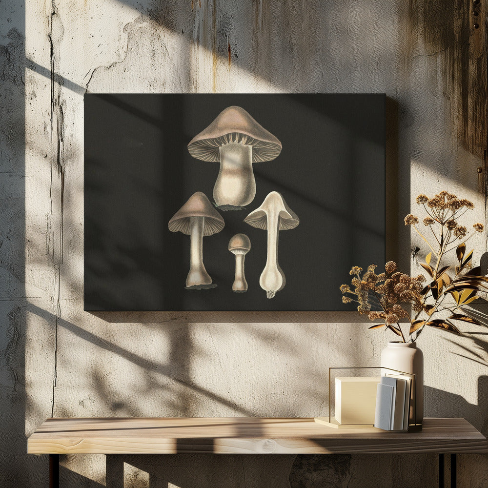 Agaricus Bulbosus Dark Background | Canvas
