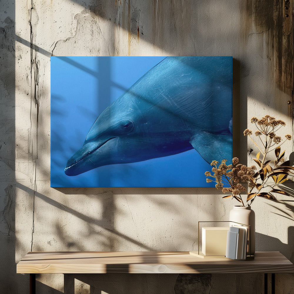 Portrait de Tursiop | Tableaux sur Toile