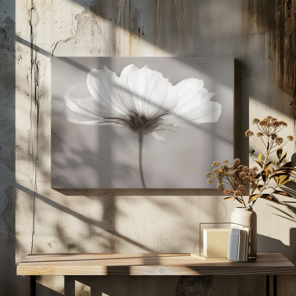 Cosmos | Impresiones en Lienzo