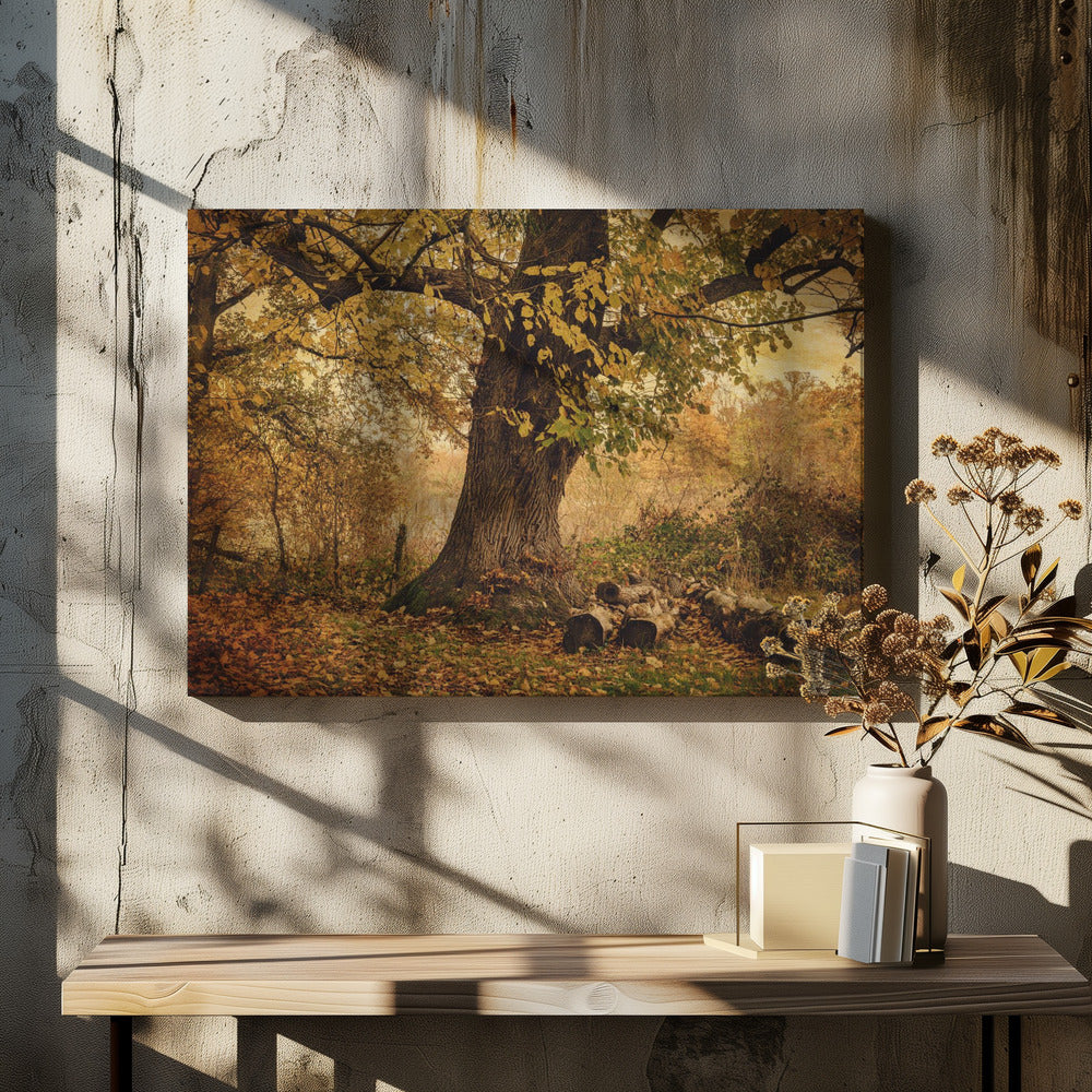 Árbol viejo | Impresiones en Lienzo