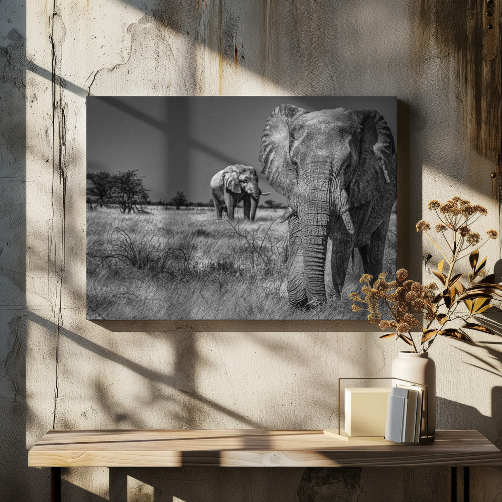 Elephant fields | Canvas